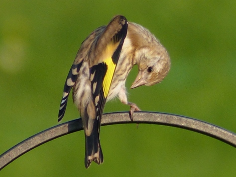 Goldfinch Fledgling