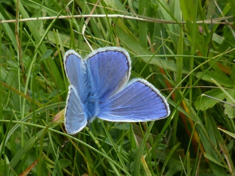 Male Common Blue Butterfly