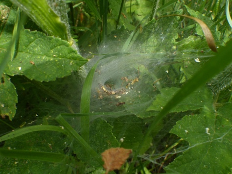 Labyrinth Spider web