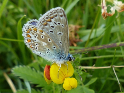 Male Common Blue Butterfly