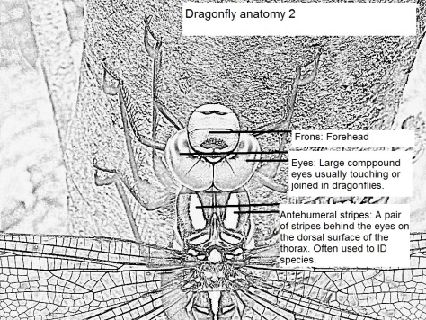 Dragonfly anatomy 2