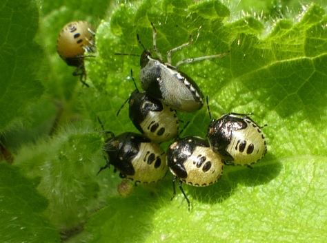 Woundwort Shield Bug late instar nymphs
