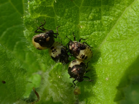 Woundwort Shield Bug late instar nymphs