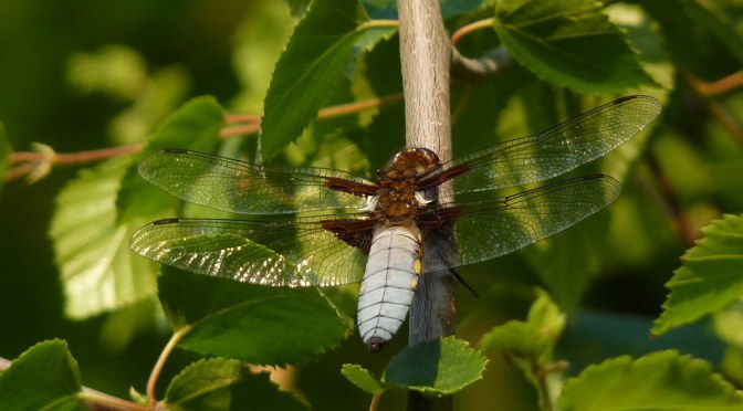 The Broad-bodied Chaser