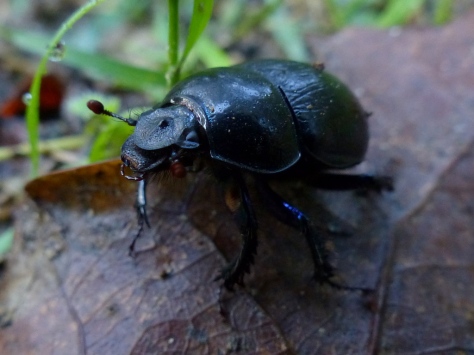 Dor Beetle