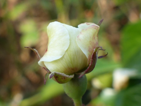 Field Rose