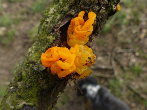 Yellow Brain Fungus