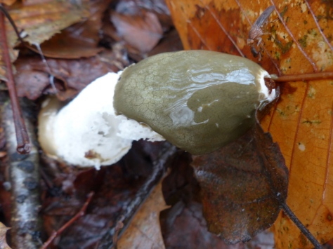 Stinkhorn Fungus