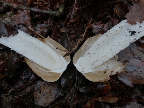 Stinkhorn Fungus