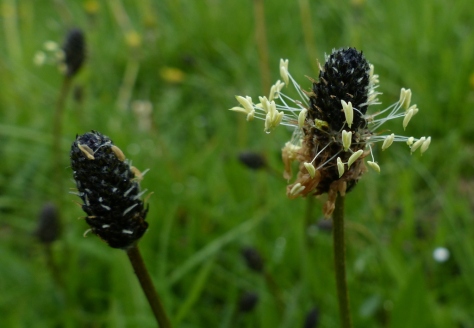 Ribwort Plantain flower head (Plantago lanceolata)