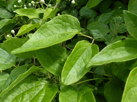 Wild Clematis leaves (Clematis vitalba)