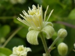 Wild Clematis flowers and buds (Clematis vitalba)