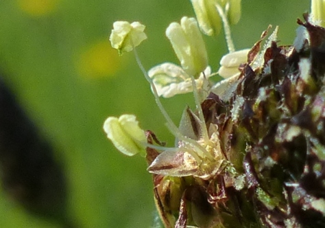 Ribwort Plantain flower (Plantago lanceolata)