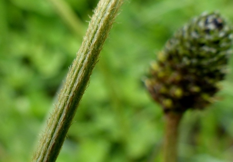 Ribwort Plantain flower stalk (Plantago lanceolata)
