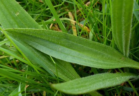 Ribwort Plantain leaf (Plantago lanceolata)