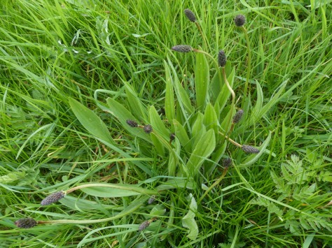 Ribwort Plantain plant (Plantago lanceolata)
