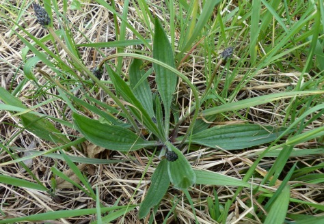 Ribwort Plantain plant (Plantago lanceolata)