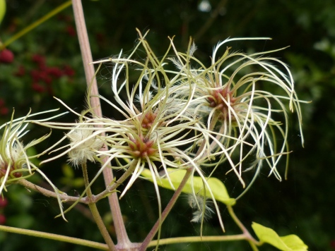Wild Clematis seed heads forming (Clematis vitalba)