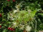 Wild Clematis seed heads forming (Clematis vitalba)