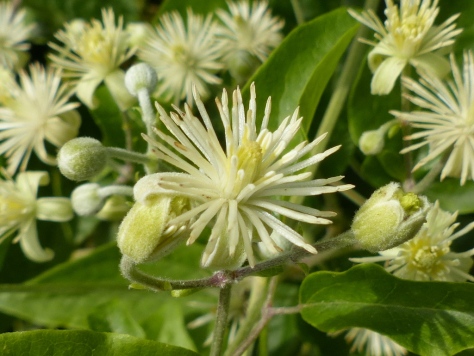 Wild Clematis flowers (Clematis vitalba)