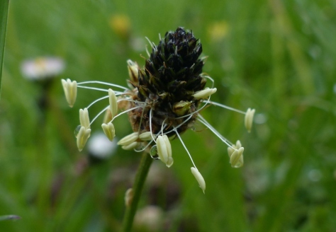 Ribwort Plantain flower head (Plantago lanceolata)