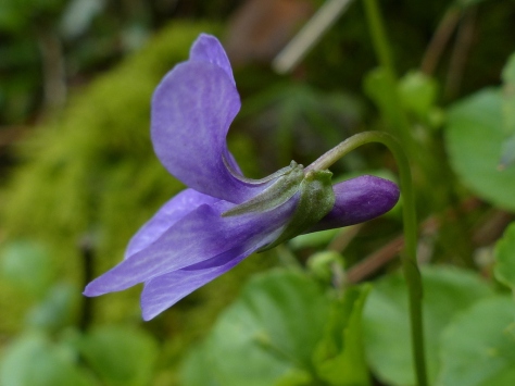 Early Dog Violet (Viola reichenbachiana)