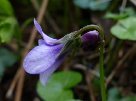Early Dog Violet (Viola reichenbachiana)