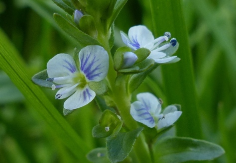 Thyme -leaved Speedwell