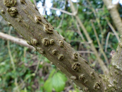 Elder stem (Sambucus nigra)