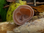Jelly Ear Fungus