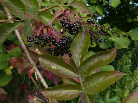 Elder fruit (Sambucus nigra)