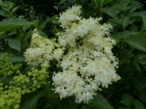 Elder flowers (Sambucus nigra)