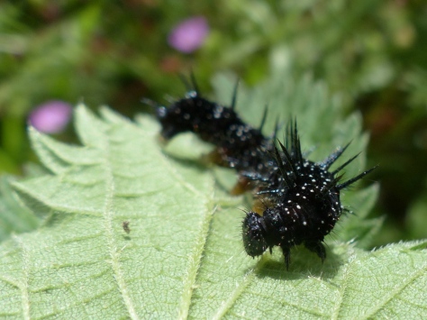 Peacock Larva