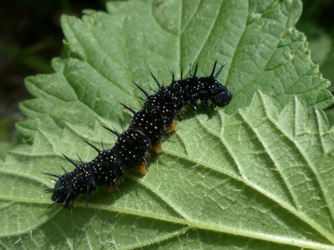 Peacock Larva