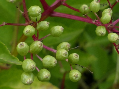 Elderberry fruit (Sambucus nigra)