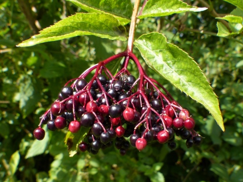 Elderberry fruit (Sambucus nigra)