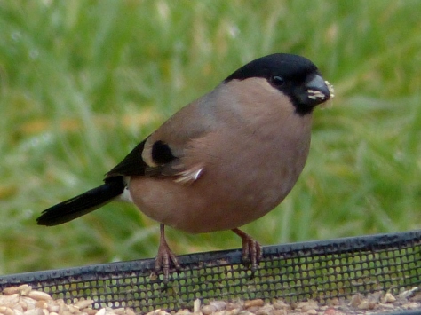 Female Bullfinch