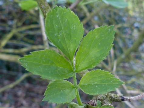 Elder leaf (Sambucus nigra)