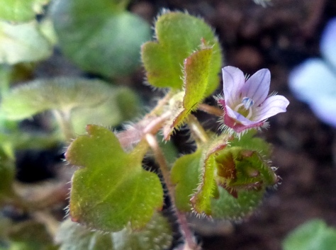 Ivy leaved speedwell