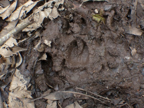 Boar tracks