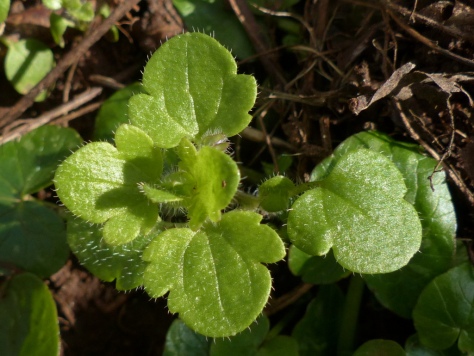 Ivy-leaved Speedwell