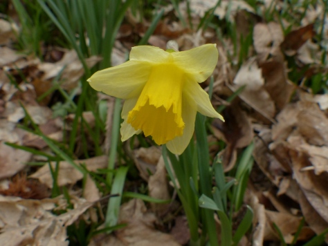 Wild Daffodil